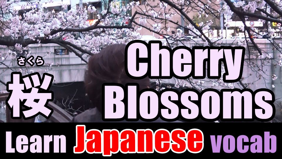 cherry-blossoms